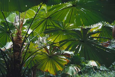 Fan Palm leaves.
