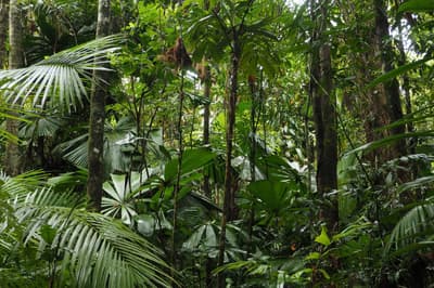 Dense forest at Fan Palm Reserve.