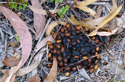 Southern Cassowary scat. Photo Nic Gambold.