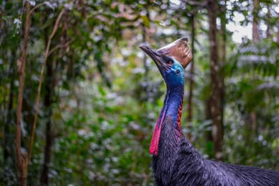 A Southern Cassowary.