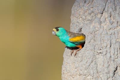 A Golden-shouldered Parrot poised for action. Photo Geoffrey Jones (BarraImaging.com.au).