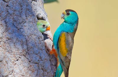Golden-shouldered Parrot pair, male and female, at their nest.