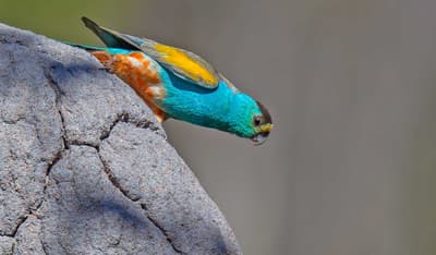 Golden Shouldered Parrot.