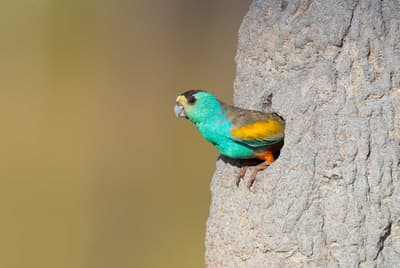 A Golden-shouldered Parrot sticks its head out of its nest, in a termite mound.