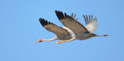 Brolgas in flight over Pilungah Reserve.