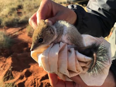 A Crest-tailed Mulgara in hand.