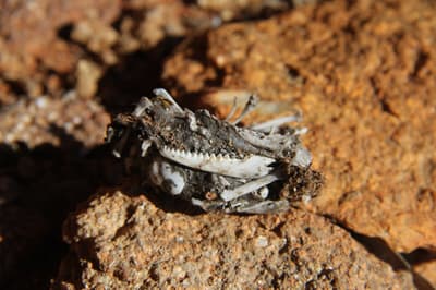 Collecting owl vomit (spit/pellets) for analysis