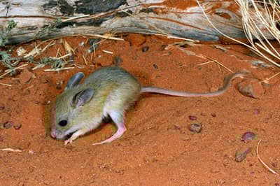 Spinifex Hopping Mouse.