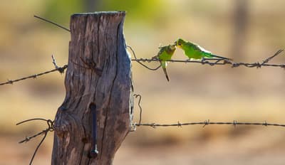 Budgies interacting on a fence wire.