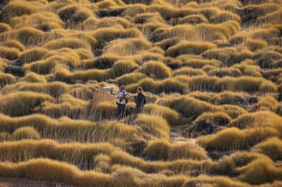 Search for Night Parrot.
