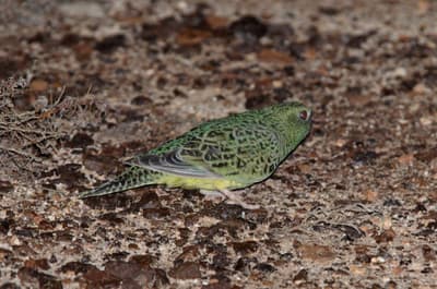 Night Parrot.