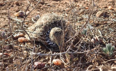 Plains Wanderer.