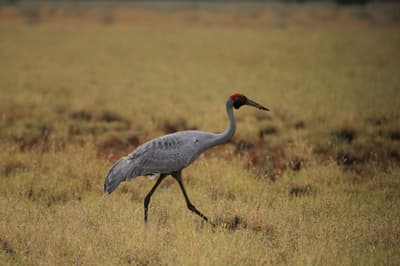 Brolga at Pullen Pullen Reserve.