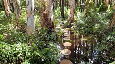 Reedy creek forest boardwalk.