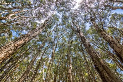 Paperbark forest. Photo by Annette Ruzicka.