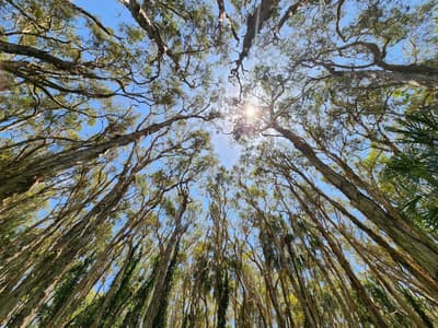 Light through tree canopy.