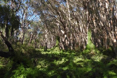 Paperbarks and ferns at Reedy Creek Reserve on Bailai, Gooreng Gooreng, Gurang & Taribelang Bunda Country, QLD. By James Smith