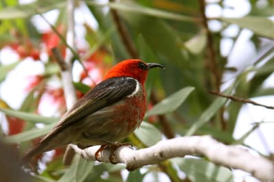 A Scarlet Honeyeater, a tiny bird with a bright red head and chest, perches on a branch.