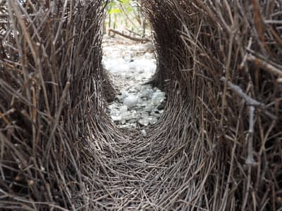 Bower at Yourka Reserve.