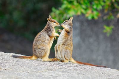 Two Mareeba Rock Wallabies interacting.