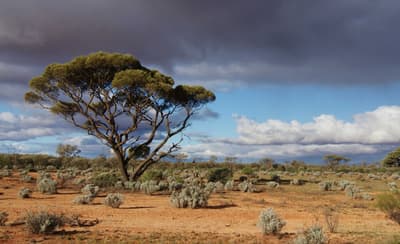 Myall tree and rain clouds.