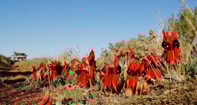 Sturt's Desert Pea.