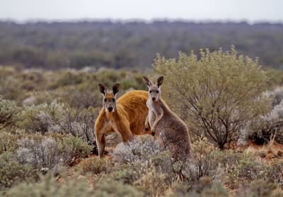 Red Kangaroos, male and female at Bon Bon Reserve. Photo by Kate Taylor.