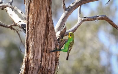 Budgerigar on tree at Bon Bon Reserve.