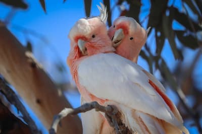 Pink Cockatoos.