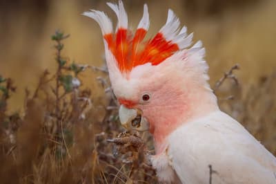 Pink Cockatoo.