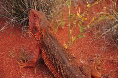 This bearded dragon turned from black to bright red before our eyes.