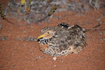 A Plains-wanderer wearing a tracking device, which sits neatly between its wings like a little hiking backpack.