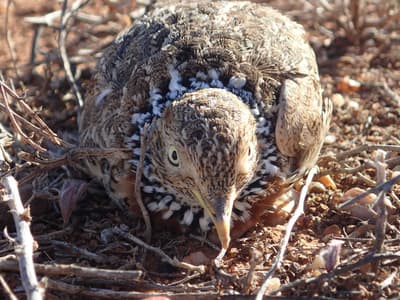 Plains-wanderer