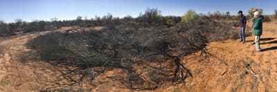 Brush silt trap at Boolcoomatta Reserve.