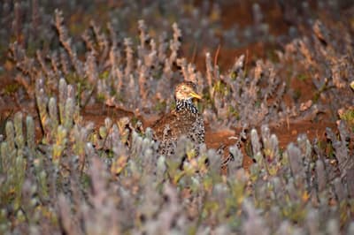 A Plains-wanderer camouflaged amidst groundcover plants.
