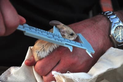 Measuring a Dusky Hopping Mouse at Boolcoomatta.