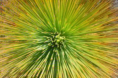 Spiny leaves on a Grass tree.