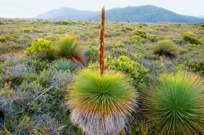 Grass trees at Friendly Beaches Reserve, Tasmania.
