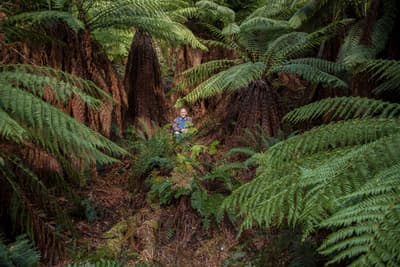 Bob Brown among tree ferns at Liffey River.