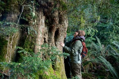 Tiahni Adamson marvels at a huge eucalypt tree in the Liffey Valley, Tasmania.