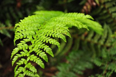 Fern in the Liffey Valley.