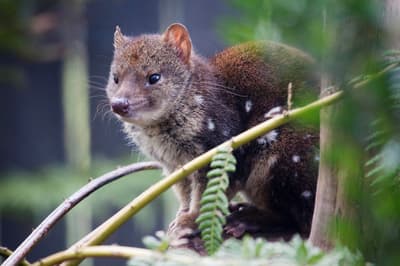 Spotted-tail Quoll.