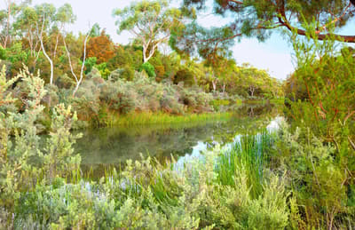 Riverine woodland of shrubby Eucalyptus ovata trees.