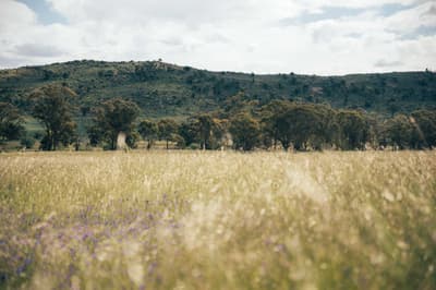 Grassy field, trees and rise on Buckrabanyule VIC.