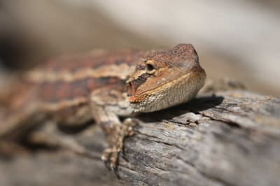 Jacky Dragon sunning on a log.