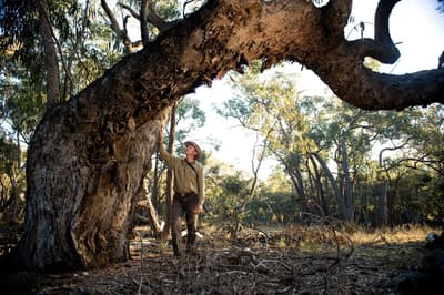Jeroen van Veen admires a mature eucalypt.