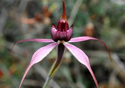 Flowering Red-cross Spider Orchid.