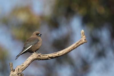 Dusky Woodswallow.