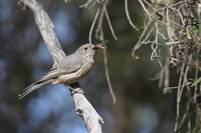 Rufous Whistler with prey.