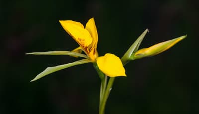 Northern Golden Moths Orchid.